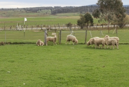 Sheep grazing near a square green at Ratho Golf Course, Bothwell
