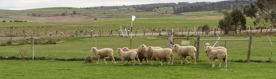 Putting greens and fairways maintained by grazing sheep